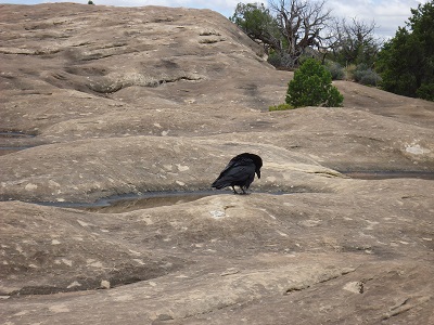 raven in Moab VS